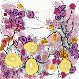 view Bonemarrow reticular fibres