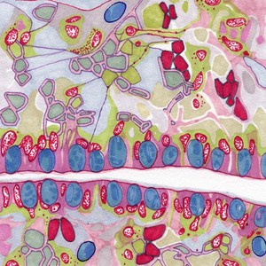 view Goblet cells, illustration