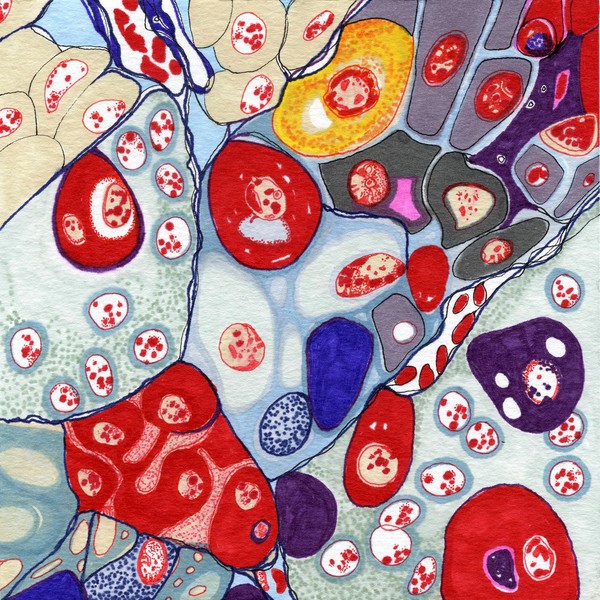 Hypophysis, illustration