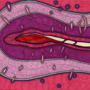 view Isocortex lamination, illustration.