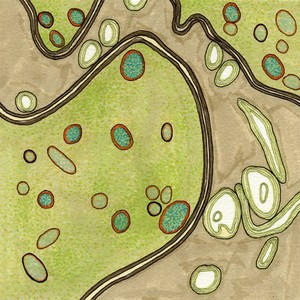 view Lysosomes, illustration.