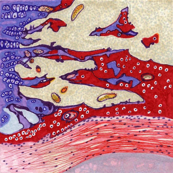 Marrow cavity, illustration.