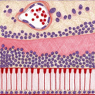 Photoreceptors, illustration. This series, called 'Histograms', consists of small, playful drawings based on histological slides, and are brightly colored, illustrative and cartoon-like. They are scaled to recall the view through a microscope; the view to a slide specimen covered by a thin square glass plate. 