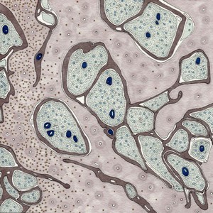 view Schwann cells