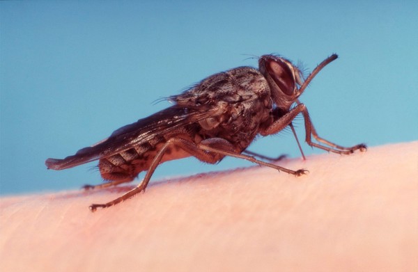 Tsetse fly feeding on human blood