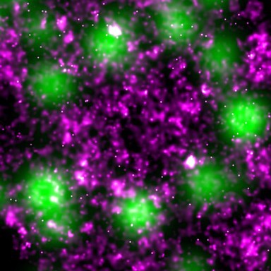 Hormone release from a kidney cell, STORM and TIRFM