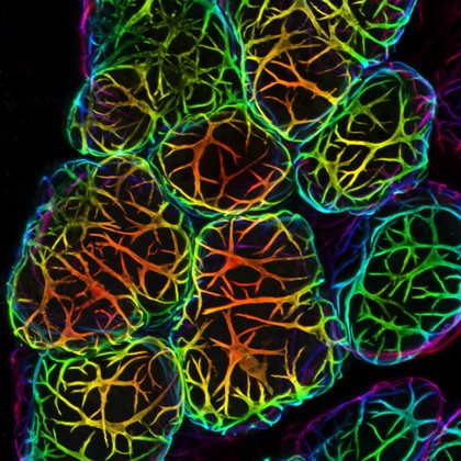 3D depth-coloured transparent mouse mammary gland
