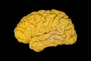 view 3D-printed reconstruction of a healthy adult human brain