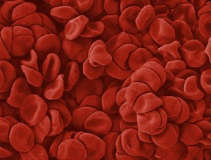 view Blood Cells, SEM