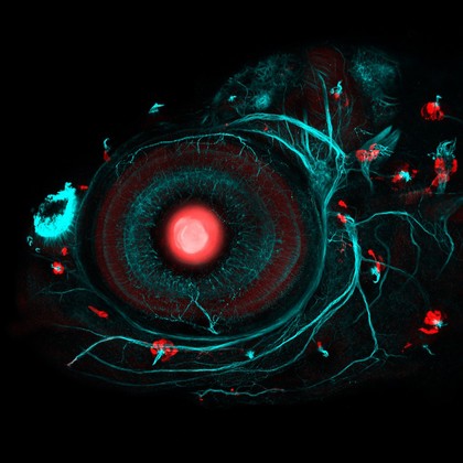 Neuromast and neuron development, zebrafish.