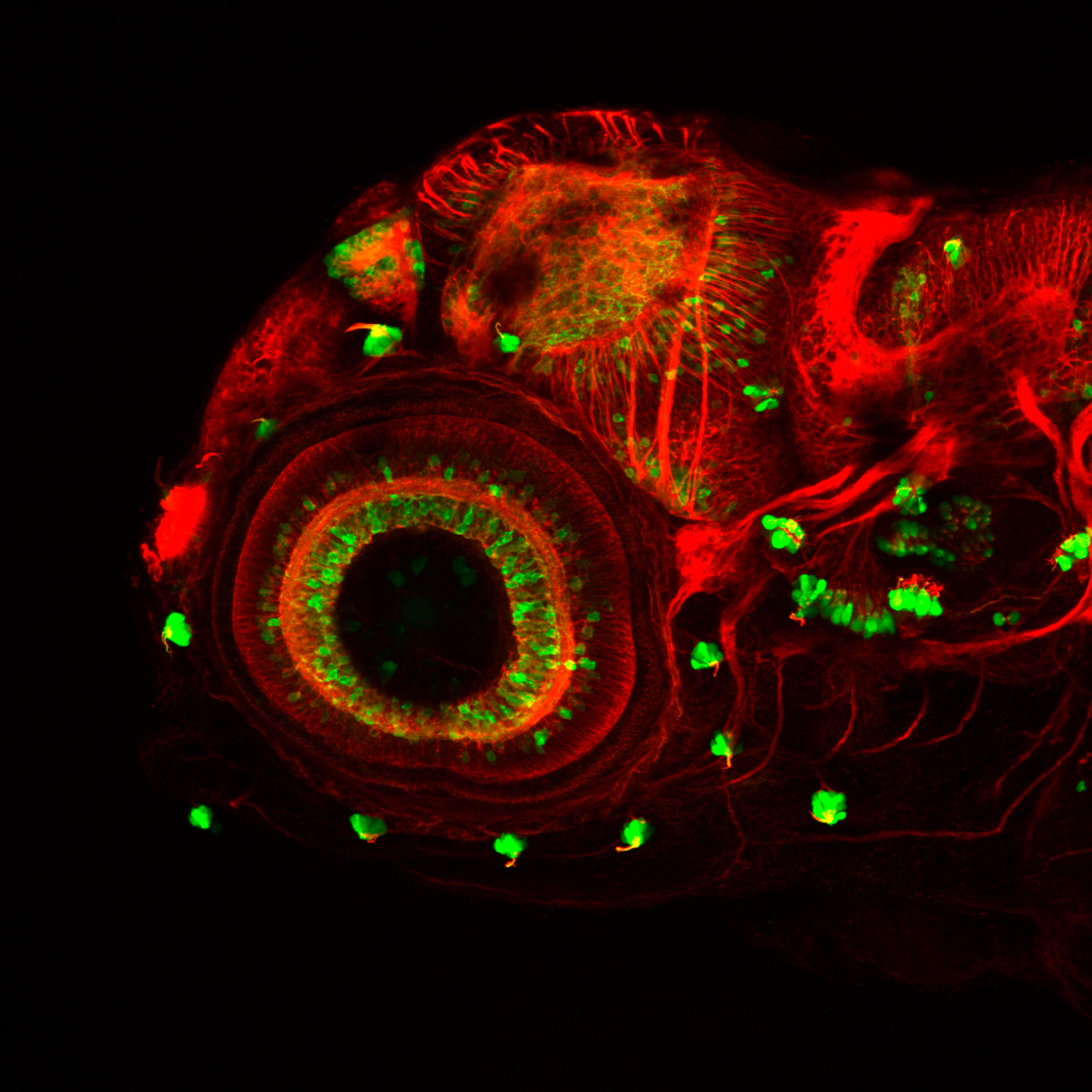 Zebrafish sensory neuromasts