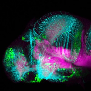 view Dopaminergic neurons in the zebrafish forebrain. Confocal micrograph of a 4 day old transgenic zebrafish embryo viewed from a lateral aspect. Neurons in the olfactory bulb, telencepahlon, ventral diencephalon, pretectum and hypothalamus are labelled in green. Axonal tracts are shown in cyan and neuropil in magenta. In order to show the anatomy of the brain better the skin and eyes of the embryo have been removed post-fixation. 
