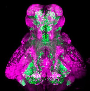 view GABAergic and Glutamatergic neurons in the zebrafish brain