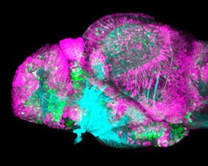view GABAergic and Glutamatergic neurons in the zebrafish brain
