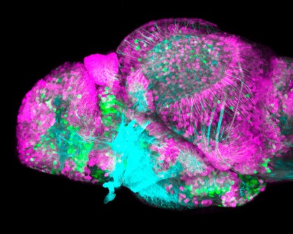 GABAergic and Glutamatergic neurons in the zebrafish brain