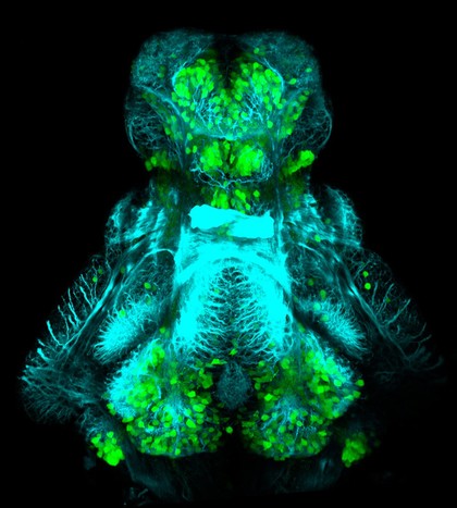 GABAergic neurons in the Zebrafish
