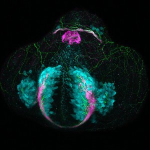 view Glutamatergic neurons in telencephalon, zebrafish