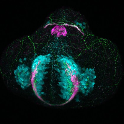 Glutamatergic neurons in telencephalon, zebrafish
