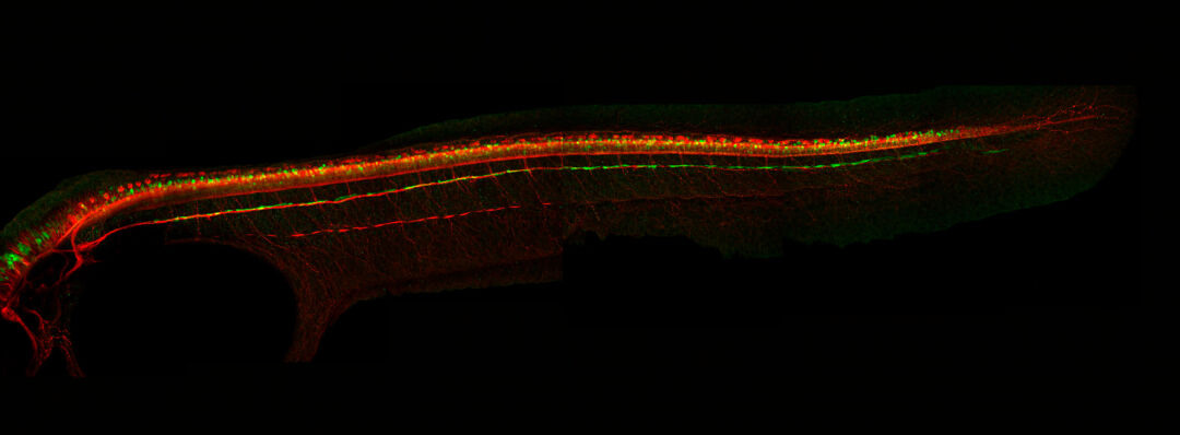 Glycinergic neurons in a zebrafish embryo