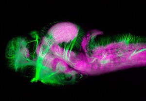 view Axonal tracts and neuropil in zebrafish embryo