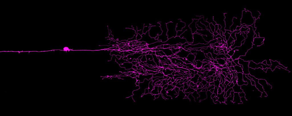 Zebrafish mechanosensory neuron