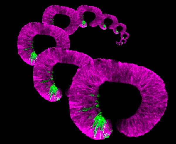 Retina development, composition