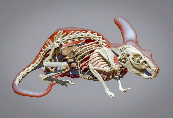 3D reconstruction of chinchilla