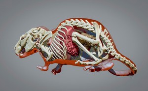 view 3D reconstruction of chinchilla