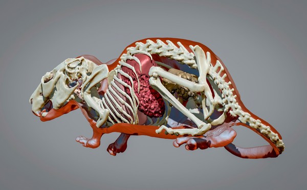 3D reconstruction of chinchilla