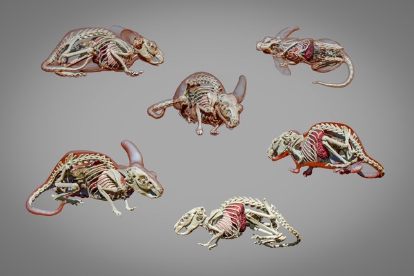 3D reconstruction of chinchilla, composite