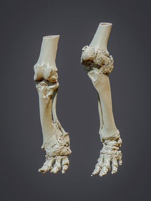 view 3D reconstructed elephant hind limbs