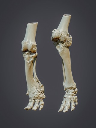3D reconstructed elephant hind limbs