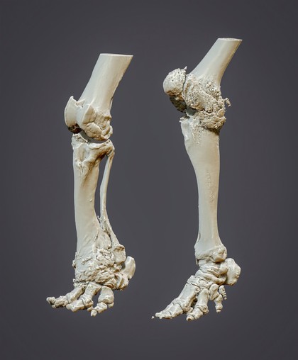 3D reconstructed elephant hind limbs