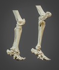 view 3D reconstructed elephant hind limbs