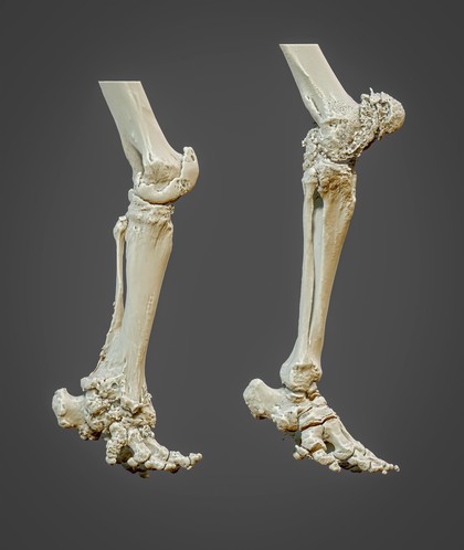 3D reconstructed elephant hind limbs
