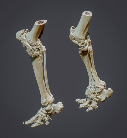 3D reconstructed elephant hind limbs