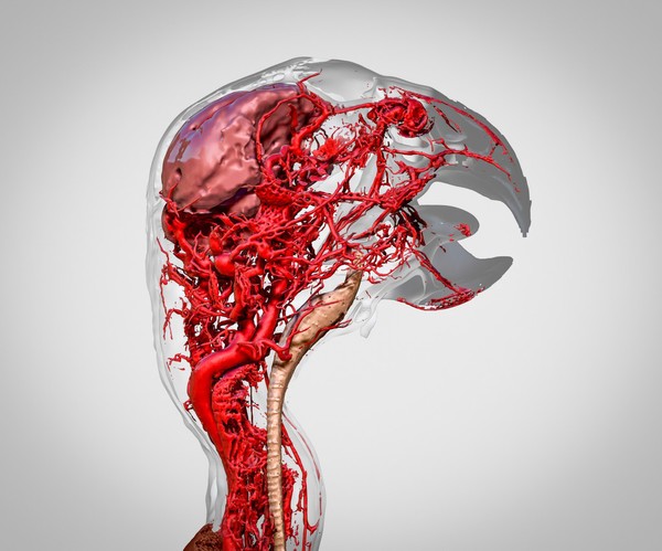 Microvasculature of the African Grey Parrot