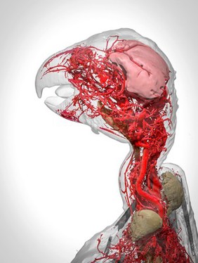 Microvasculature of the african grey parrot.