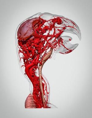 view Microvasculature of the African Grey Parrot