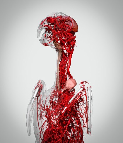 Microvasculature of the African Grey Parrot