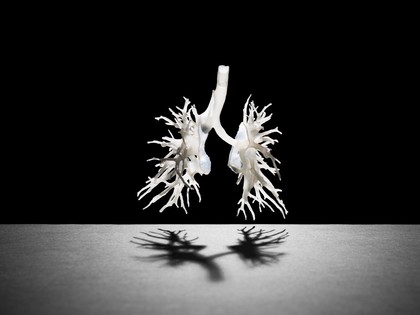 Internal structure of the lungs, 3D printed plastic