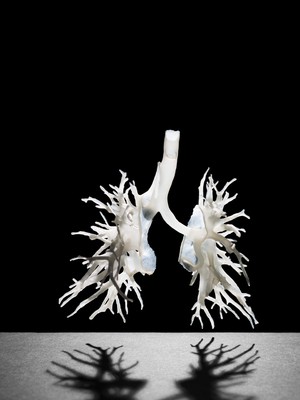 view Internal structure of the lungs, 3D printed plastic