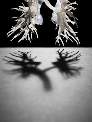 Internal structure of the lungs, 3D printed plastic