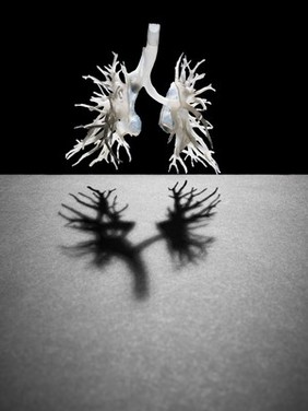 Internal structure of the lungs, 3D printed plastic