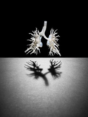 Internal structure of the lungs, 3D printed plastic