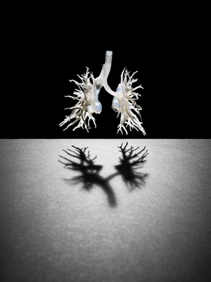 view Internal structure of the lungs, 3D printed plastic