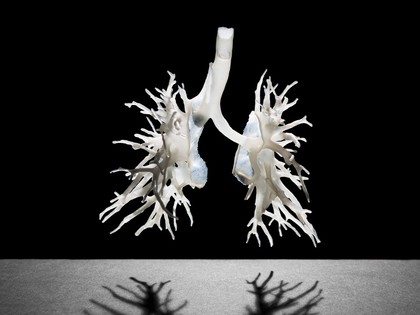 Internal structure of the lungs, 3D printed plastic