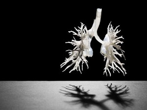 view Internal structure of the lungs, 3D printed plastic