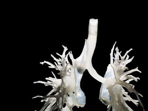 view Internal structure of the lungs, 3D printed plastic