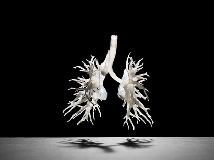 Internal structure of the lungs, 3D printed plastic